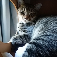 しまこ