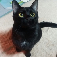 くろ