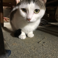 キョン