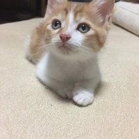 みゃお