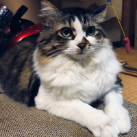 ひめ