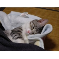 アルジャーノン