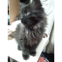 ｋｕｒｏ