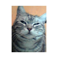 ちこ