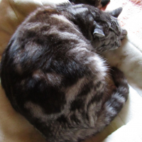 ニャニャちゃん