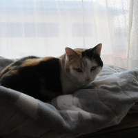 マダムニャンママさん