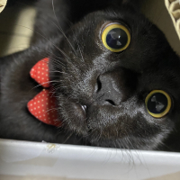 なつめ