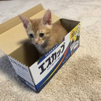 チャロ