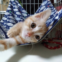 小麦