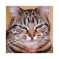 壱妃 / いちひめ