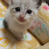 マヤ