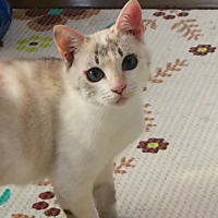 ちび