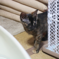 ねね