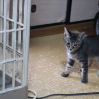 ヴィヴィ
