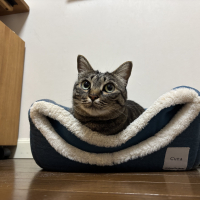 メル