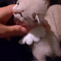 スノーホワイトプリンセス・プティ