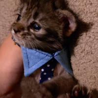 シャロウ・ノア・アーサー・オブ・ウェールズ