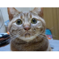 メイプル