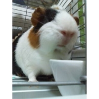 モコ