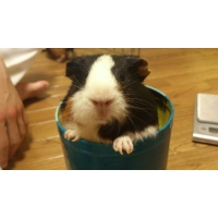 モチ
