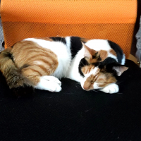にゃーさん