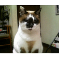 ペル