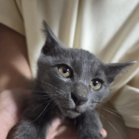 ぐら