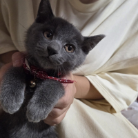 ぐり