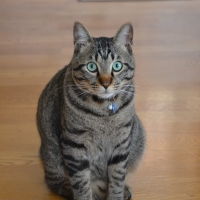 プク