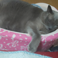 ドン・ヴァレンティーノ