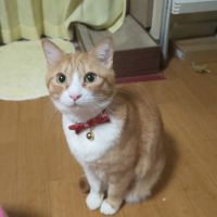 猫好好（マオハオハオ）