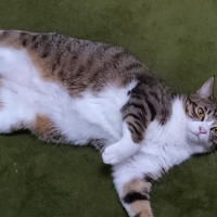 さくら