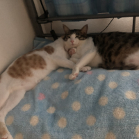 もずく＆茶々丸