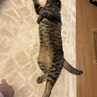 よもぎ