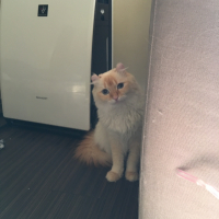 チコ