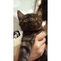 おねぎ