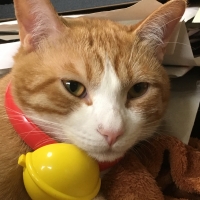 トラ