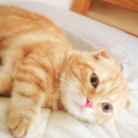たま