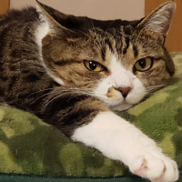 なつ