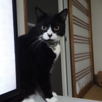 ムギ