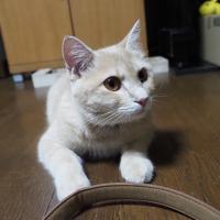 コタ