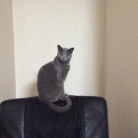 風花