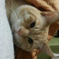 シウバにゃんこ