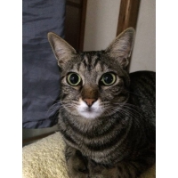 トラジ