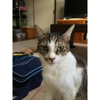 ちびこ