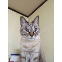 バブりん
