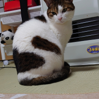 チー子