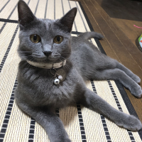 リリ
