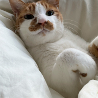 スティ