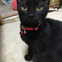 ヤモ